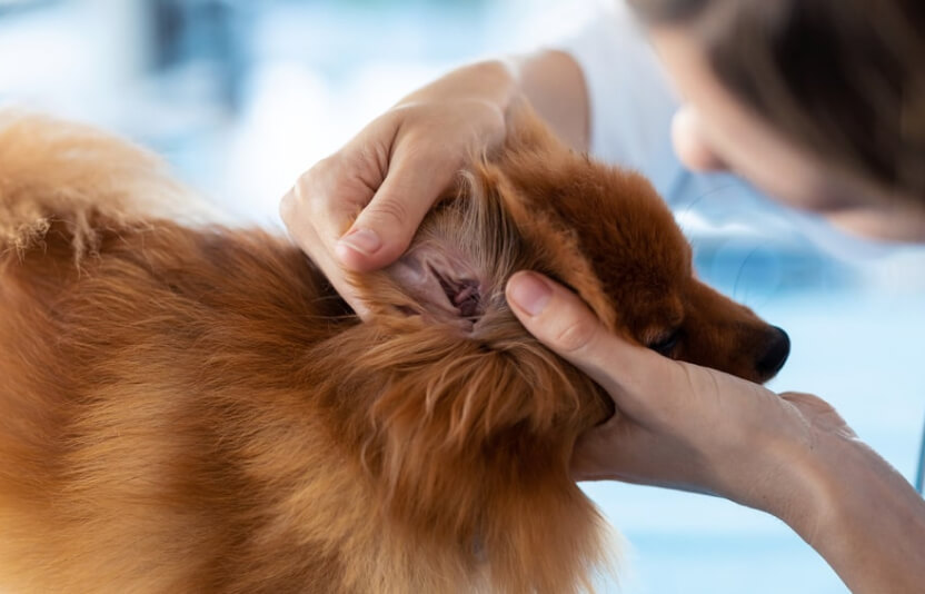 Владелец проверяет собаку после улицы: осматривает уши или лапы